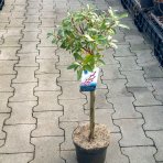 Vŕba štíhlopestíková (Salix gracilistyla) ´MOUNT ASO´® - výška 40-60 cm, kont. C1L - NA KMIENKU